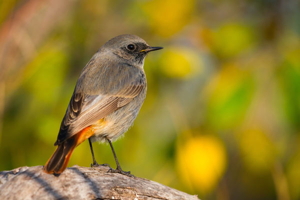Kedves lakótársunk, a házi rozsdafarkú