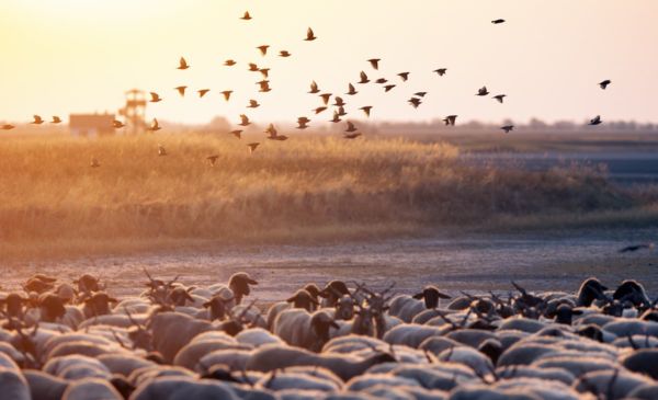 Népes seregélycsapatok lakmároznak a legelésző állatok körül