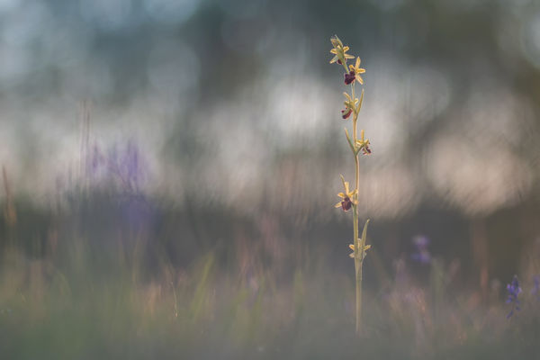 Pókbangó új lelőhelye a Dráva mentén