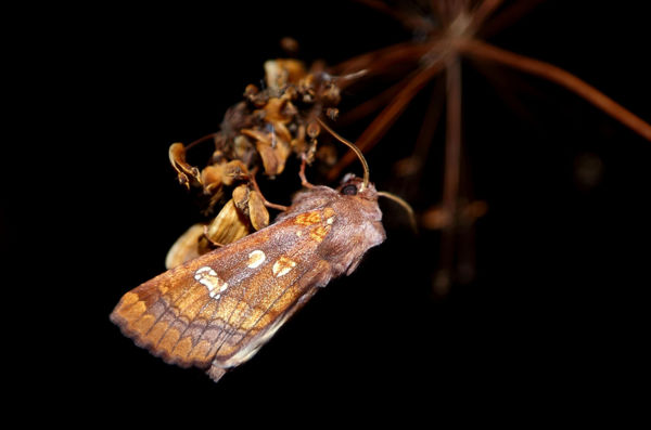 Éjszakai repülők: kikeltek a nagy szikibagolylepkék