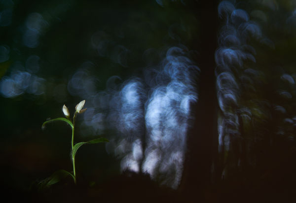 Madársisakok, a kis-sárréti erdők orchideái