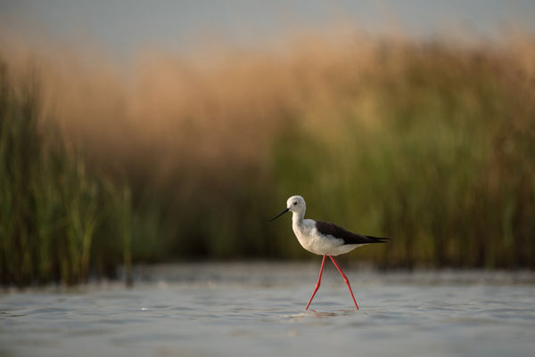 Gólyatöcs költés a Duna-Dráva Nemzeti Parkban