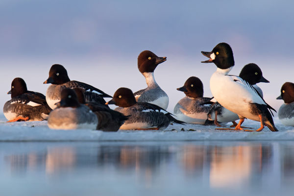 Telelő récék tömegei a Kis-Sárréten