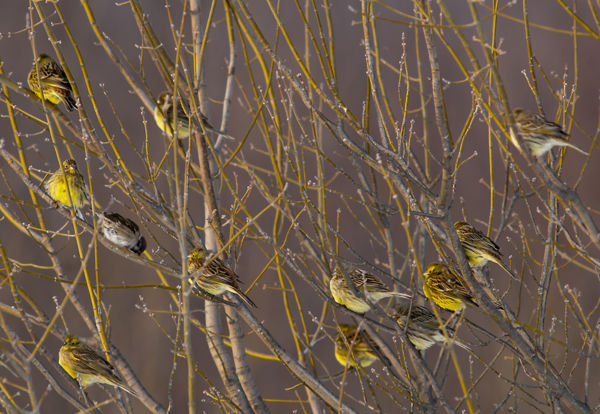 Énekesmadarak népes csapatai járják a Maros-menti erdőket