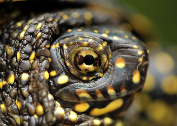 A Kis-Sárréten népes a mocsári teknősök tábora