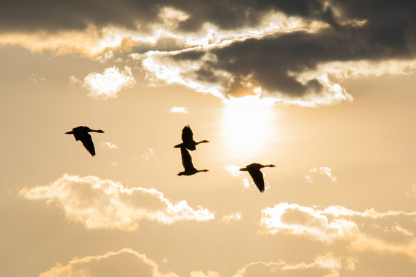 Élénkülő madárvonulás a Körös-Maros Nemzeti Parkban