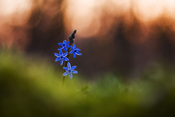 A Maros mentén már nyílnak az első csillagvirágok