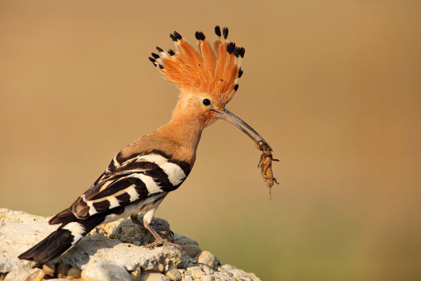 Visszatértek a búbosbankák a kardoskúti pusztákra