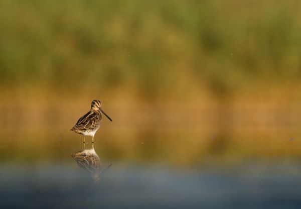 Cankók, bíbicek, sárszalonkák lakmároznak a Csanádi puszták tocsogóiban