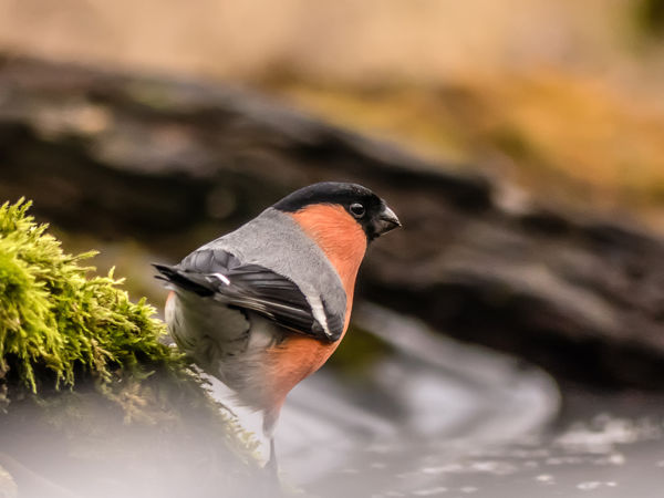 Díszes tollazatú süvöltők vendégeskednek a Maros-ártérben