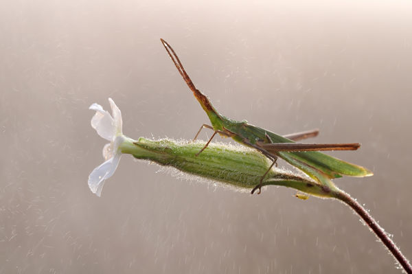 A védett sisakos sáska, mint a klímaváltozás egyik nyertese?