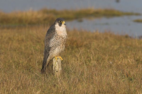 Idén is telelnek vándorsólymok a Körös-Maros Nemzeti Parkban