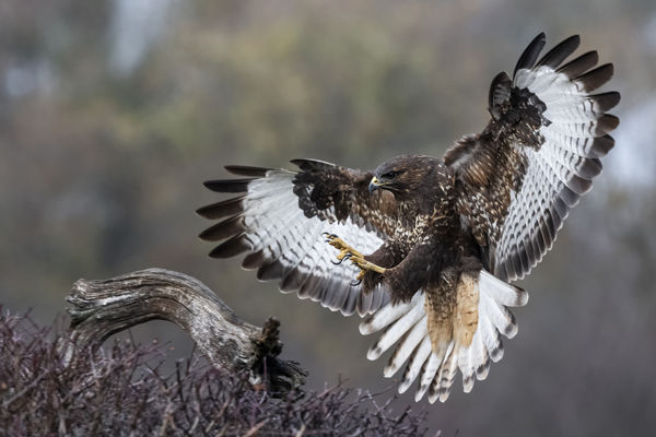 Nászrepülés, fészeképítés, madárdal&#8230; megérkezett a tavasz a Csanádi pusztákra