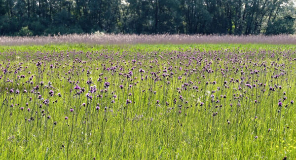 Virágzó gyapjúsásosok – éltető lápok Zala megyében
