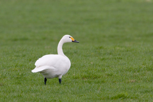Hazánkban ritka hattyúfaj két példánya tartózkodik a Csaj-tavon