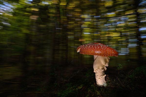 A mérgező gombának is helye van az erdőben