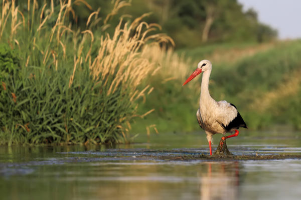 Visszatértek az első gólyák a Körös-Maros Nemzeti Parkba