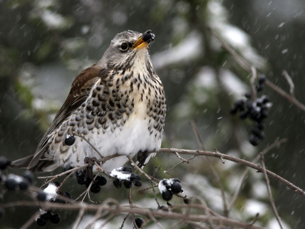 Csacsogó fenyőrigók csapatai járják a Maros-menti erdőket