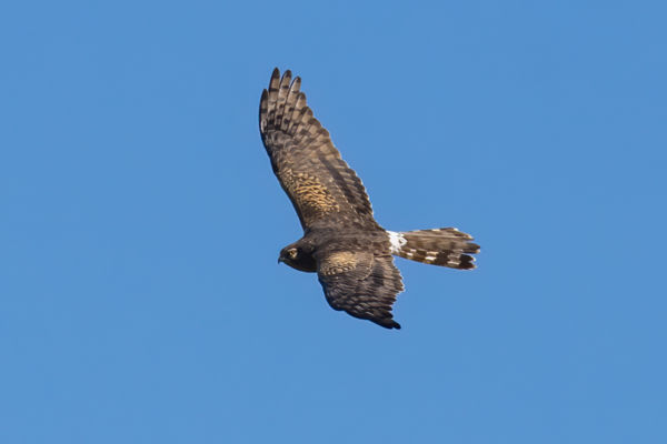 Idén Cserebökényben is költött hamvas rétihéja