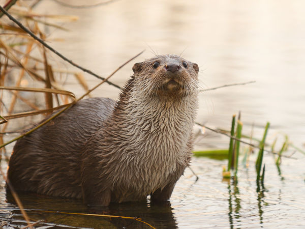 Vidracsalád költözött a Sóstói-csatornába