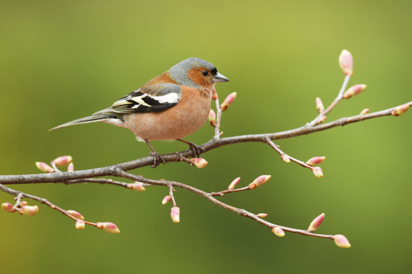 Erdei pintyek éneke hirdeti a tavaszt a Vátyoni-erdőn