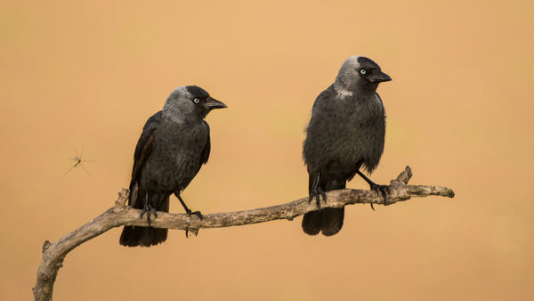 Csókák a városban