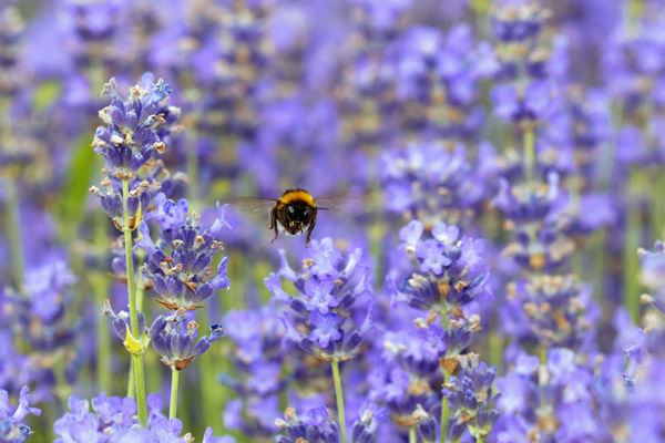 Ébredeznek a poszméhek