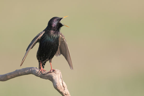 Egy vidám, kora tavaszi énekes: a seregély