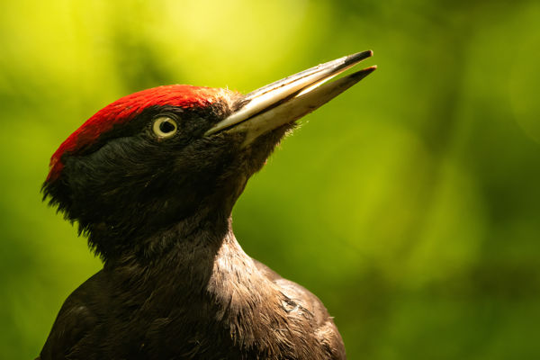 Fekete harkályok rikoltásától hangosak a Maros-menti erdők