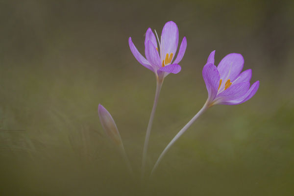 A cserjések helyén őszi kikericsek virítanak a Kis Sárréten