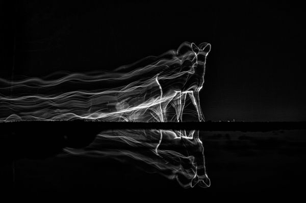 Szép magyar eredmények a szeptemberi WildArt Photographer of the Year fotópályázaton!