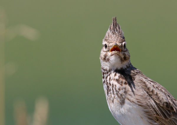 Jön a tavasz, Zsuzsanna napján megszólaltak a pacsirták