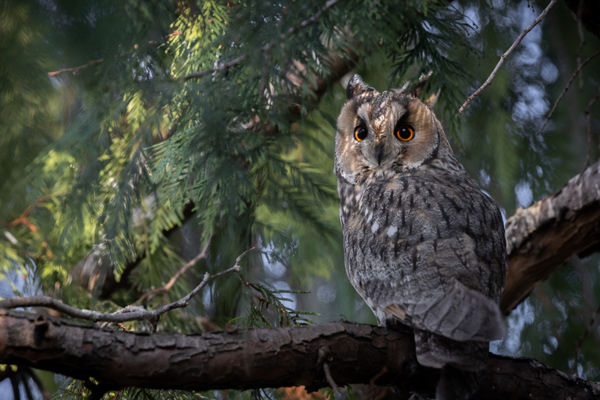Az első erdei fülesbaglyok már behúzódtak a településekre