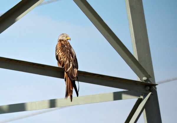Vörös kánya bukkant fel Kútvölgy térségében