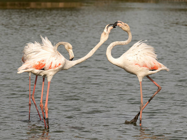 Váratlan vendégek bukkantak fel a kiskunsági szikeseken