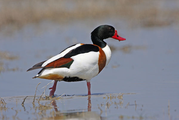 A Kis-Sárréten rendszeresen vendégeskednek bütykös ásóludak