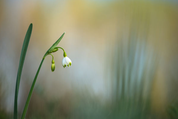 Új növényfajok is megtelepedtek az Álom-zugban