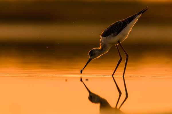 Január 31-ig még lehet nevezni a Böddi-szék fotópályázatra