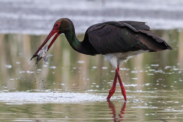 Fekete gólyák időztek Cserebökényben
