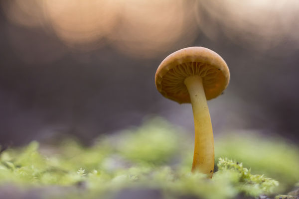 A tél gombái a Körös-Maros Nemzeti Parkban