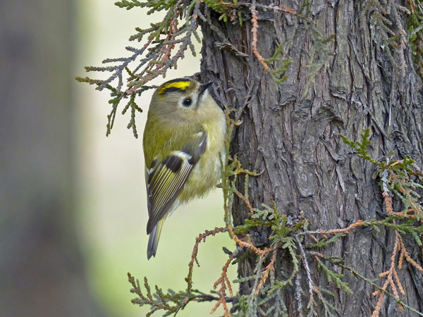 A sárgafejű királyka