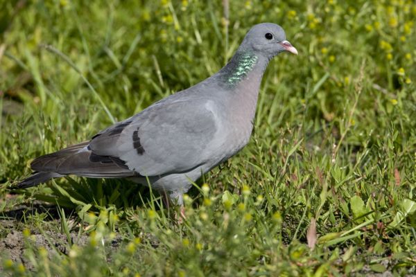 Népes kék galamb csapatok a Kis-Sárréten