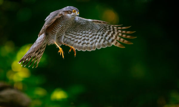 Madáretetők vámszedője – a karvaly
