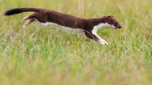 A puszták téli állatvilága: őzek, nyulak, nyusztok, rókák, hermelinek…