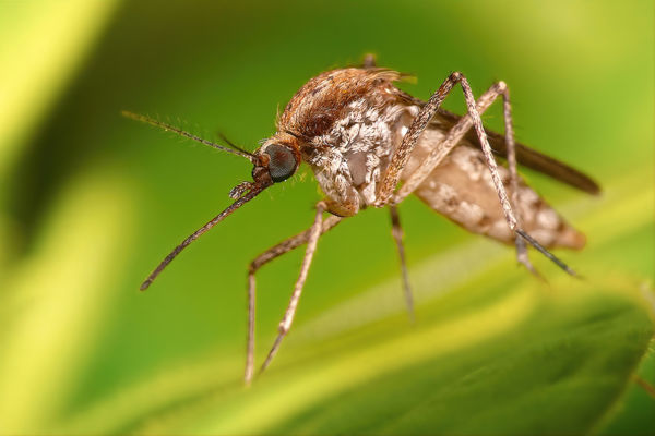 A &#8222;nemszeretem&#8221; szúnyogokról: jelentéktelen a külsejük, a szerepük mégis jelentős