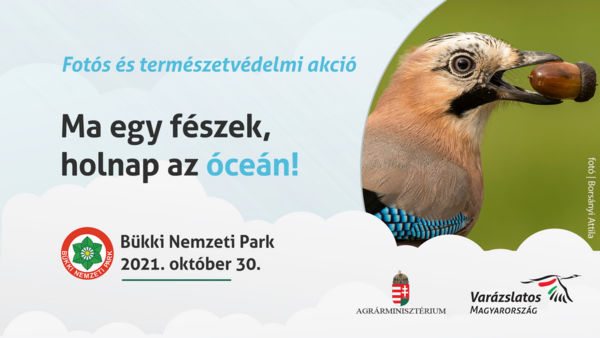 &#8222;Ma egy fészek, holnap az óceán!&#8221; természetvédelmi program a Bükkben