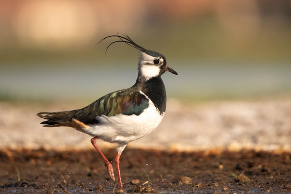 Már tojások lapulnak a bíbicfészkekben
