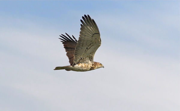 Termetes kígyászölyvek vadásznak a kardoskúti puszták felett