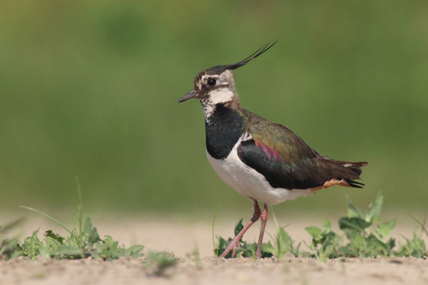 Visszatértek az első bíbicek a Kis-Sárrétre