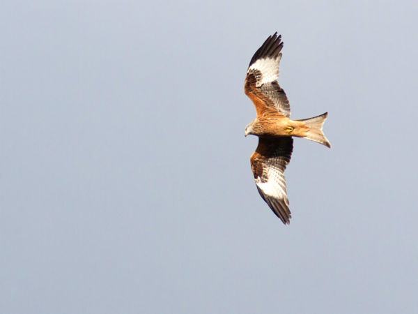 A pusztákra megérkeztek a klasszikus téli ragadozó madarak